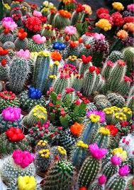 Video: So blom ‘n Kaktus